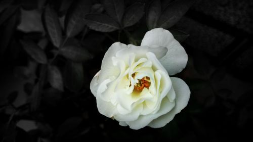 High angle view of white rose blooming outdoors