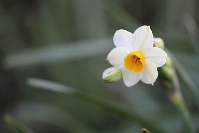 Close-up of white flowering plant