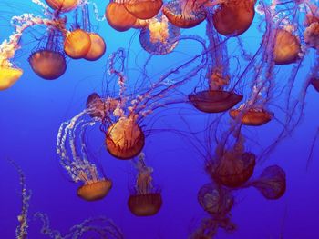 Close-up of jellyfish against blue background