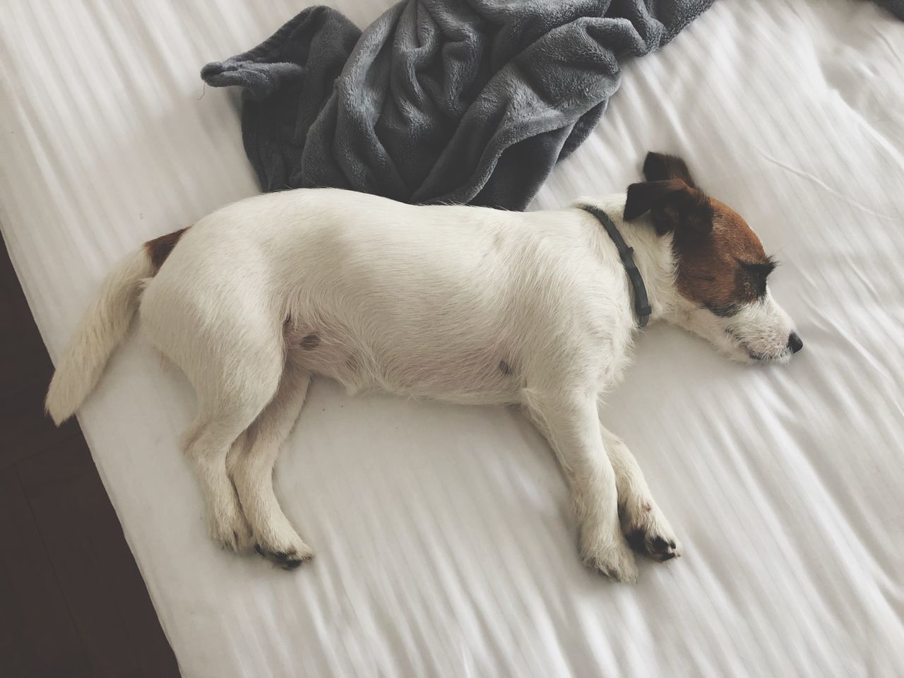 pets, domestic, domestic animals, mammal, animal themes, animal, dog, canine, one animal, vertebrate, relaxation, lying down, indoors, high angle view, sleeping, no people, resting, home interior, furniture, jack russell terrier, purebred dog