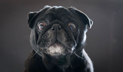 Close-up portrait of dog against gray background