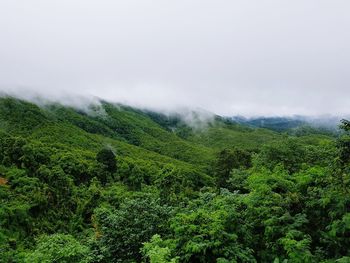 Scenic view of forest against sky