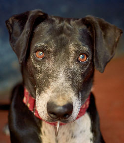 Close-up portrait of dog