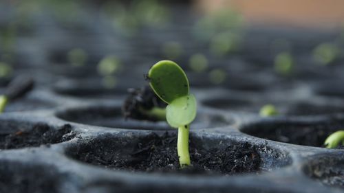 Close-up of seedlings