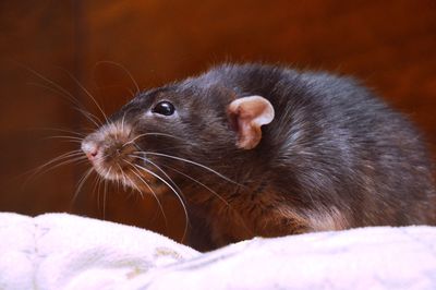 Close-up of an animal looking away