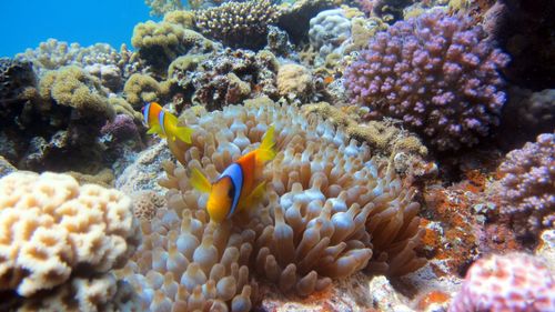 View of fish in sea