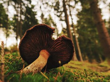 Close-up of mushroom on field in forest