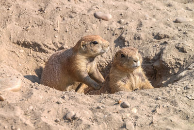 Marmot family in sunny summer sand