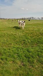 Cows grazing on field against sky