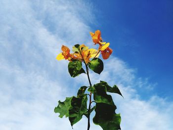 Low angle view of flowering plant against sky