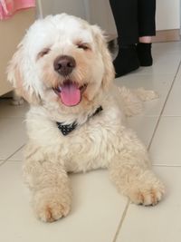 Portrait of dog sticking out tongue at home