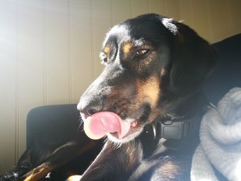 Close-up of dog at home