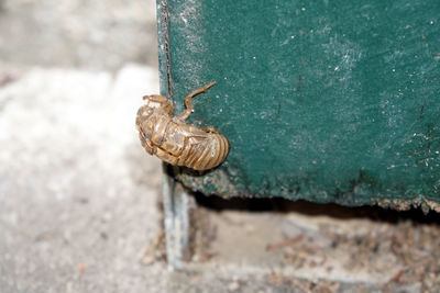 Close-up of snail on wood