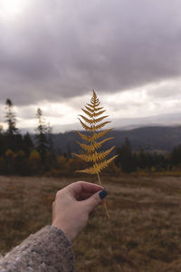 Yellow fern. autumn botanical natural background. close up