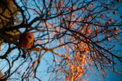 Low angle view of bird on tree