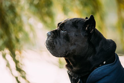 Close-up of dog