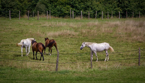 Horses in a field