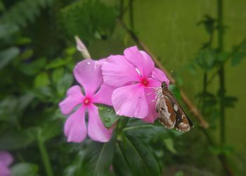 Close-up of honey bee on pink flower blooming outdoors