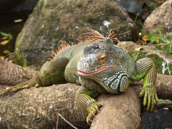 Close-up of lizard on rock