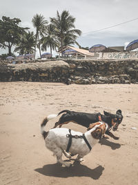 View of dog on beach