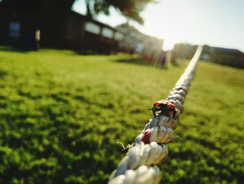 Close-up of insect on grass