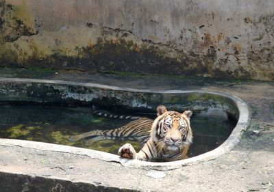 High angle view of tiger sitting in pond at zoo