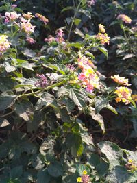 Close-up of flowers blooming outdoors