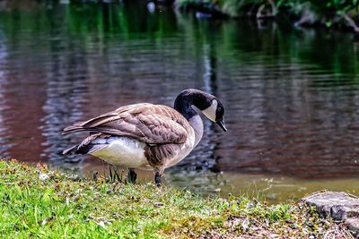 Close-up of bird on lakeshore