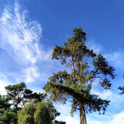Low angle view of tree against sky