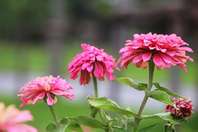 Close-up of pink flowering plants