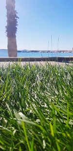 Close-up of grass on field against clear sky