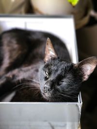 Close-up of cat