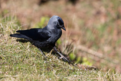 Crow on field