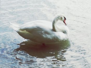 High angle view of duck swimming in lake