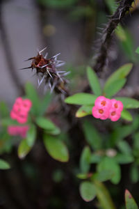 Close-up of insect on flowers