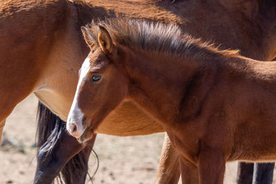 Close-up of horse in ranch
