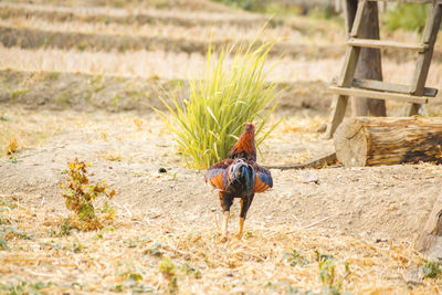 View of a bird on field