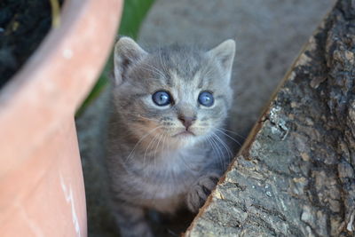 Close-up portrait of cat with kitten