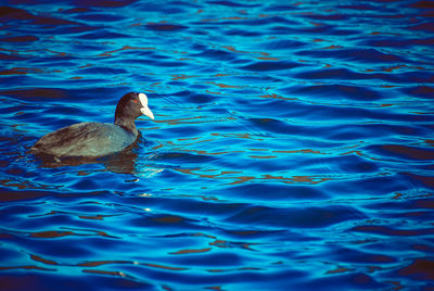 High angle view of duck swimming in lake