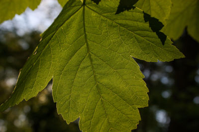 Close-up of maple leaves