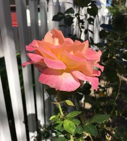 Close-up of pink rose growing on plant