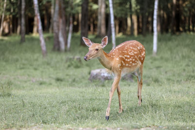 Portrait of a spotted deer in the forest