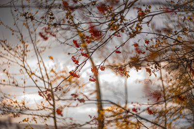 Low angle view of flowering tree against sky