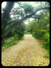 Footpath in forest