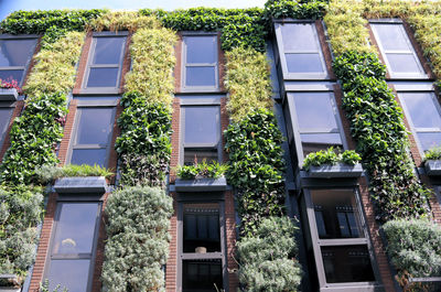 Low angle view of ivy growing on building
