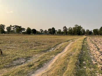 Scenic view of field against clear sky