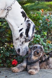 Big dog smelling the little dog