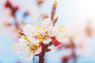 Close-up of fresh white flowers blooming outdoors