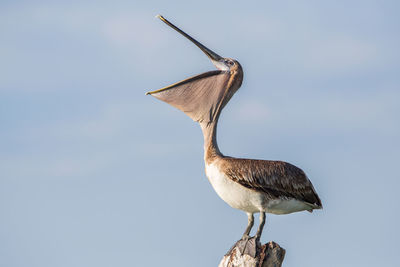 Brown pelican, pelecanus occidentalis, estero lagoon, florida