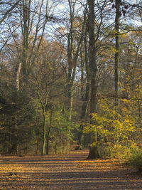 Road amidst trees in forest during autumn